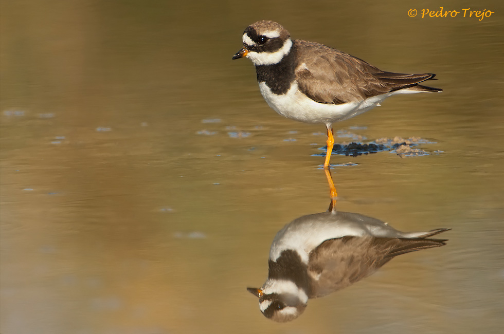 Chorlitejo grande (Charandrius hiaticula)